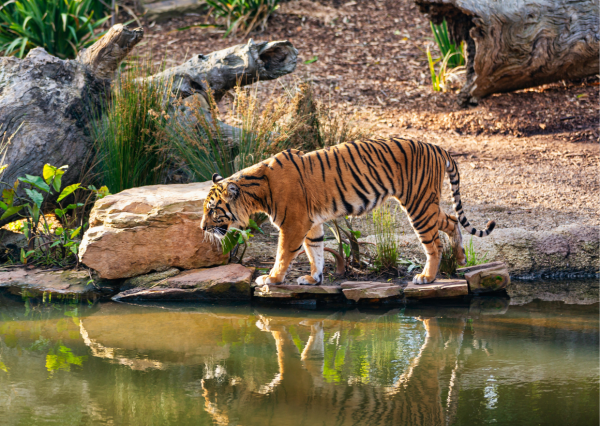 on fait le tour du monde animal en voyageant a travers les cinq continents