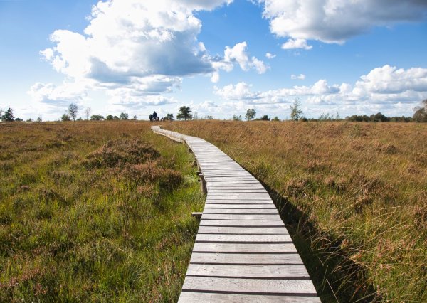 Chemin dans les Fagnes