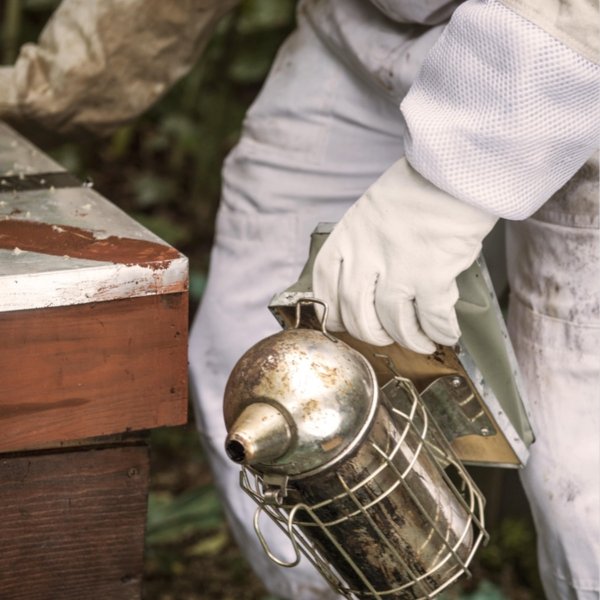 la production de miel