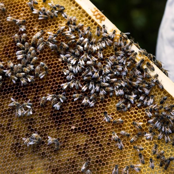 apiculture