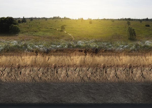 biodiversité fagnes